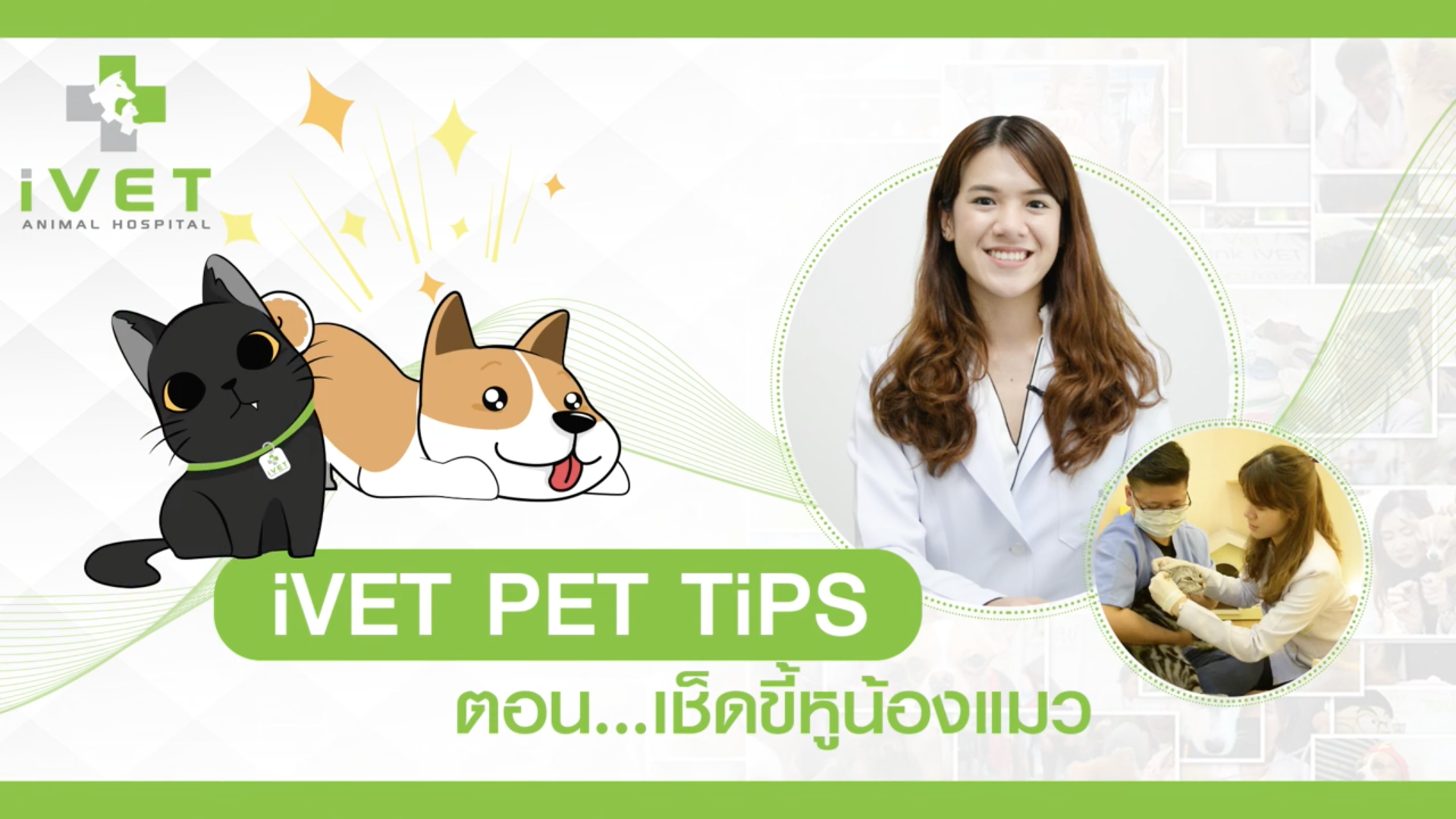 เช็ดขี้หูน้องแมว เช็ดขี้หูน้องแมว